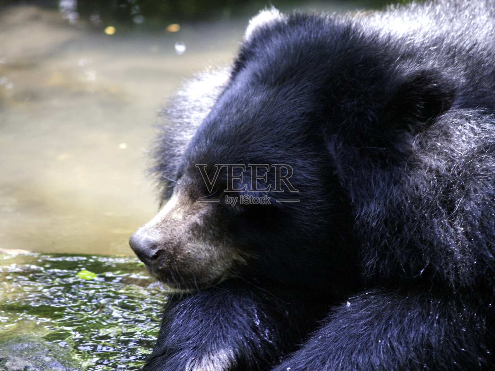 漂亮的熊照片摄影图片