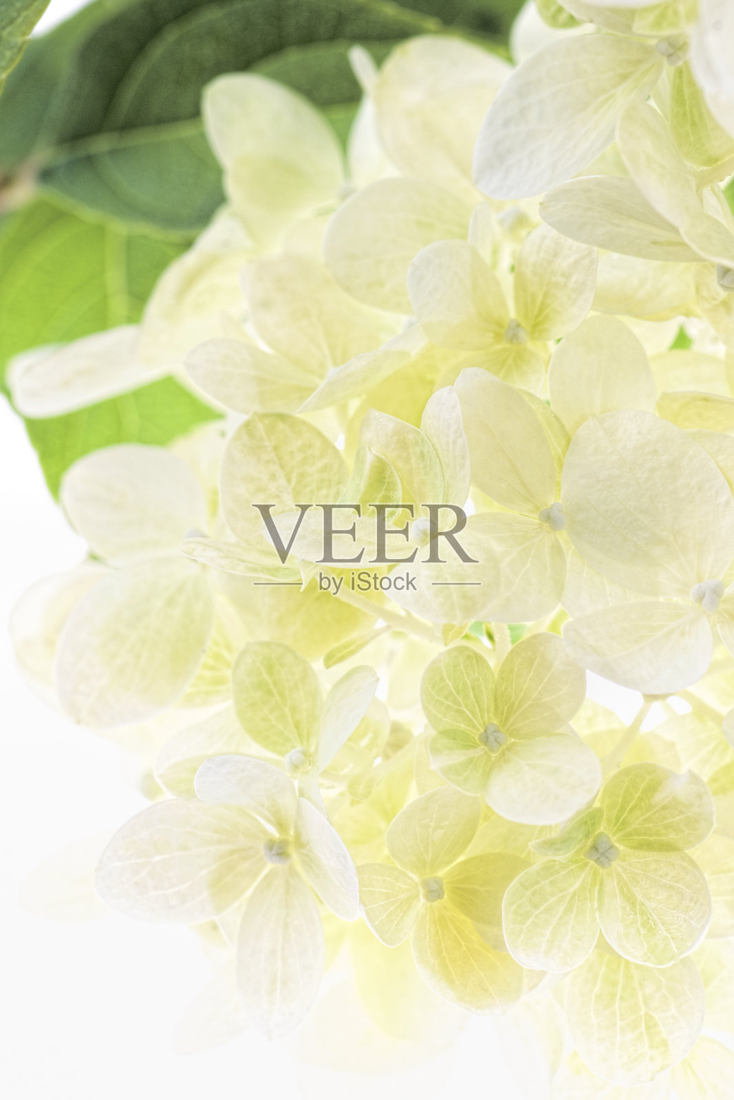 白绣球照片摄影图片