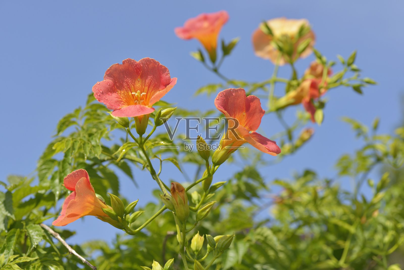 蔚蓝色的大蓬照片摄影图片