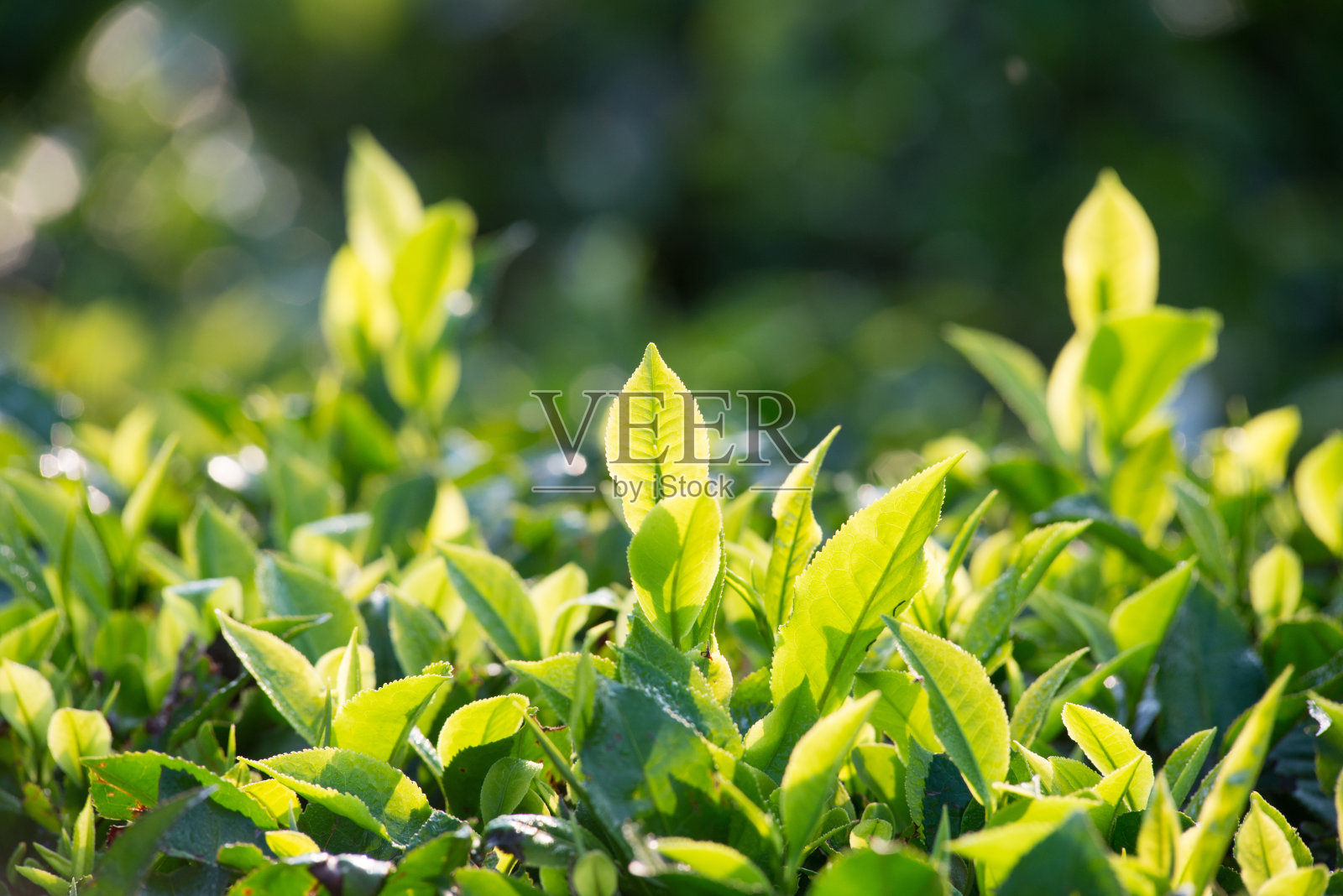 茶园照片摄影图片