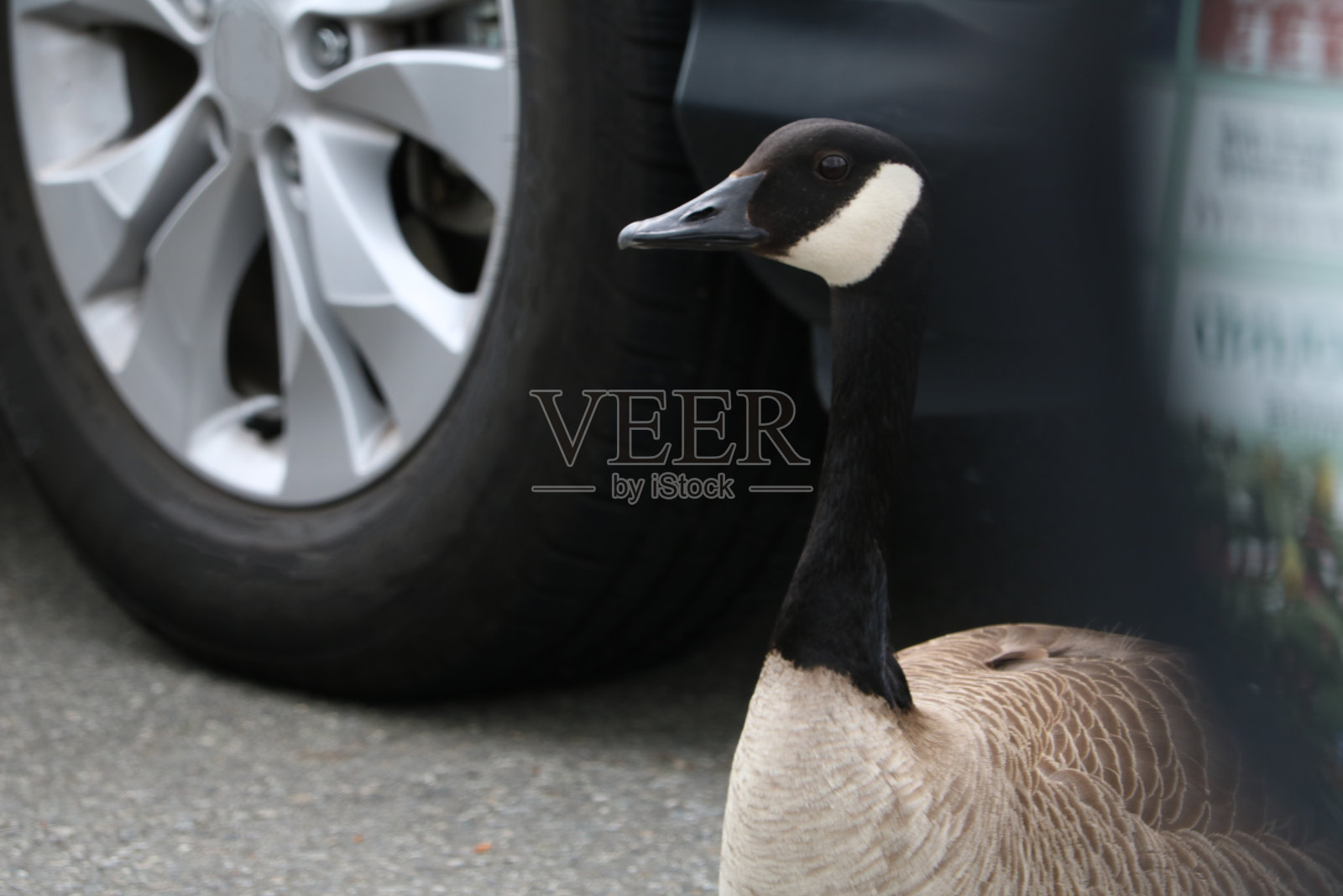 鹅看侧面照片摄影图片