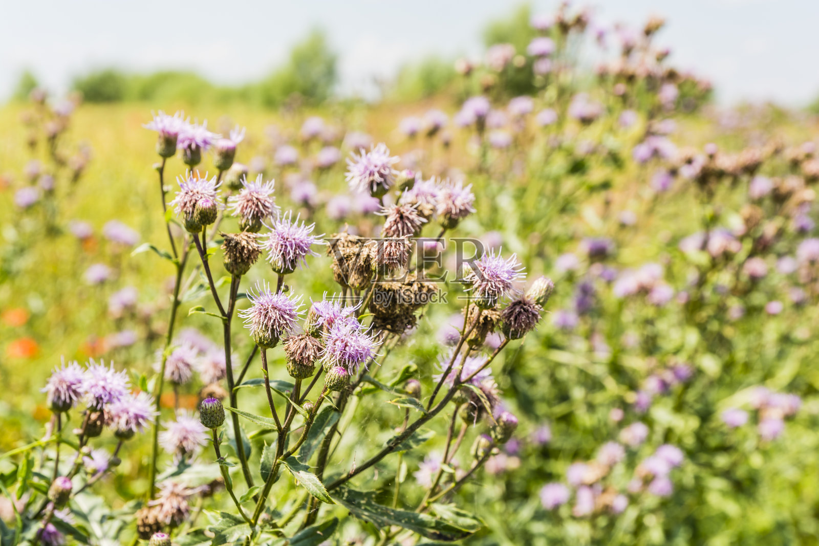 农田里的杂草。照片摄影图片