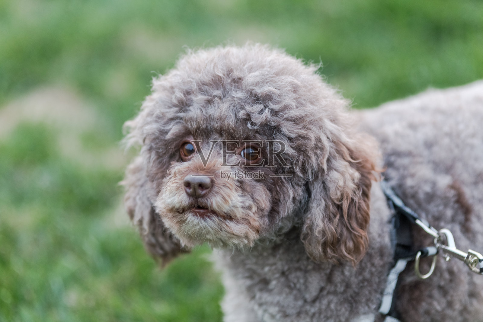 快乐的宠物狗在公园的草地上玩耍。照片摄影图片