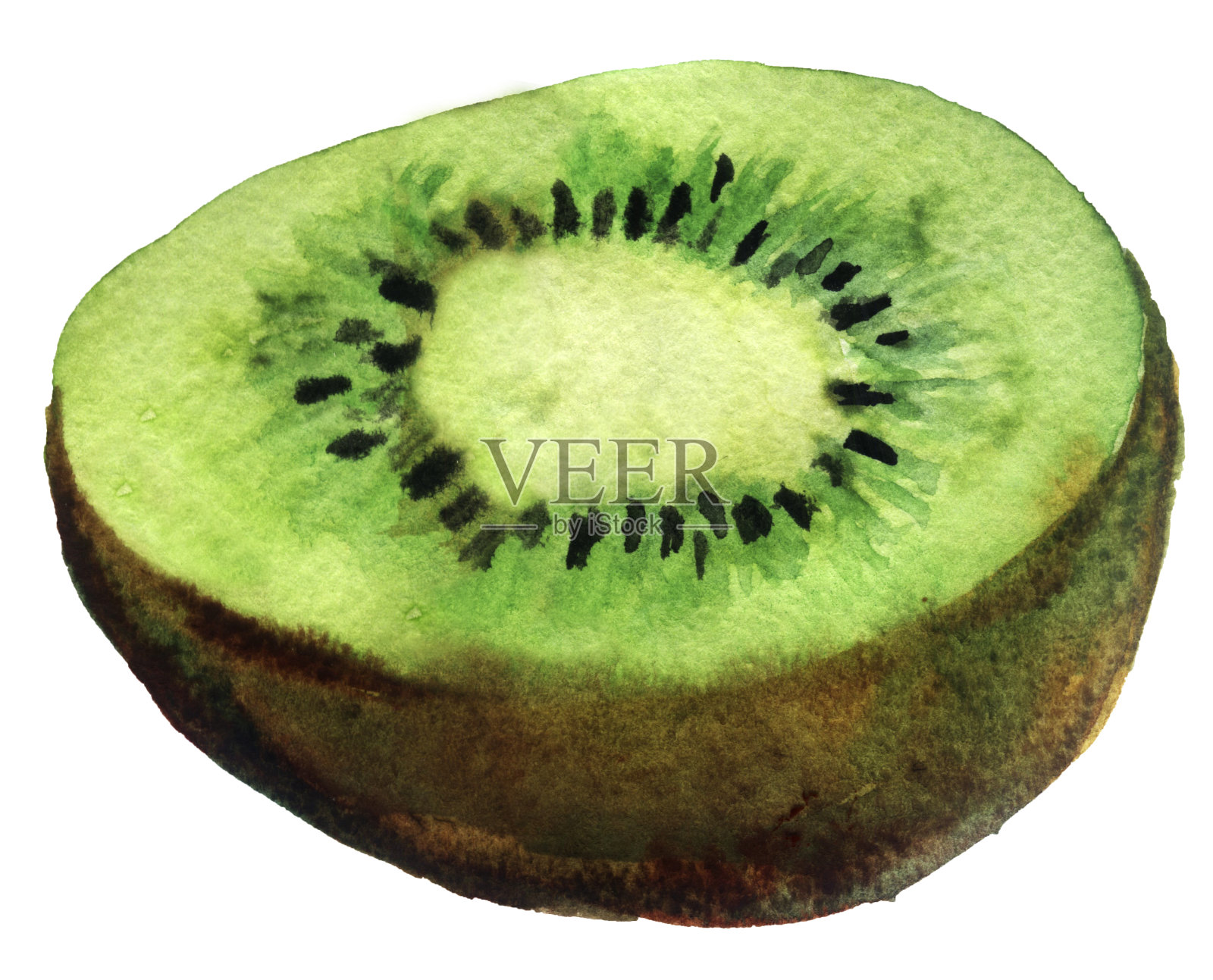 水彩素描:白色背景上的几维鸟插画图片素材