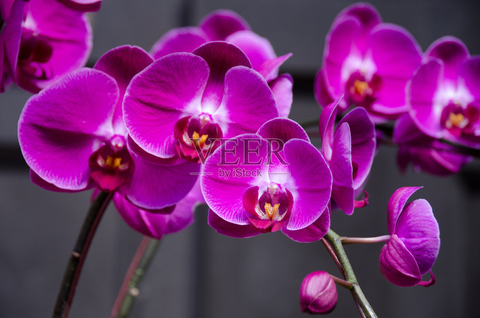 粉红色兰花的一支照片摄影图片