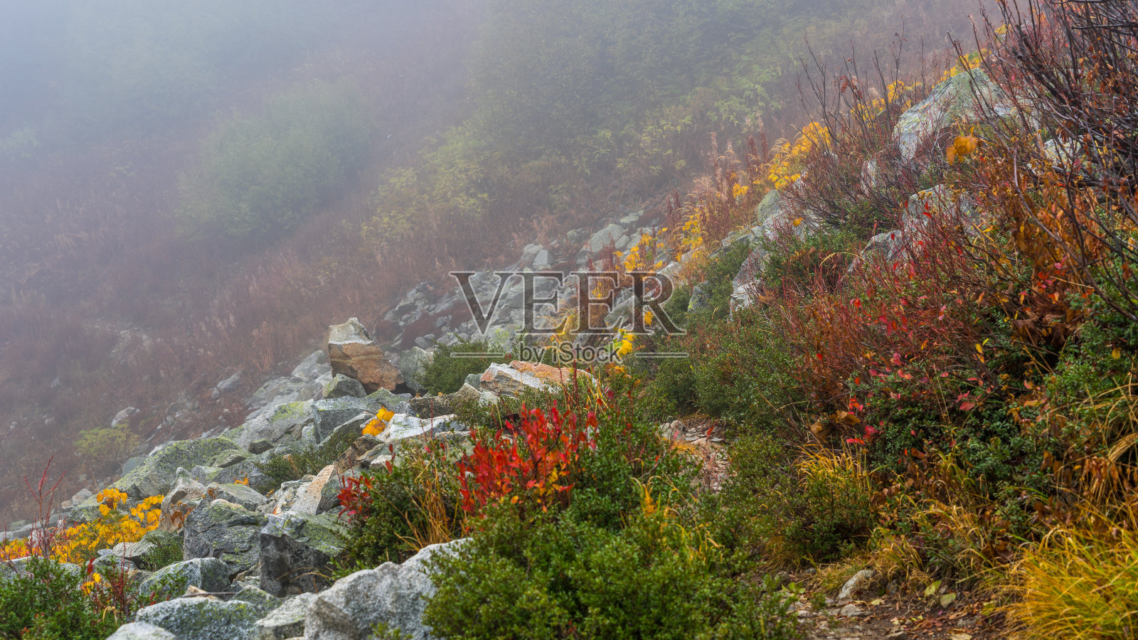 冷杉林中的岩石斜坡。照片摄影图片