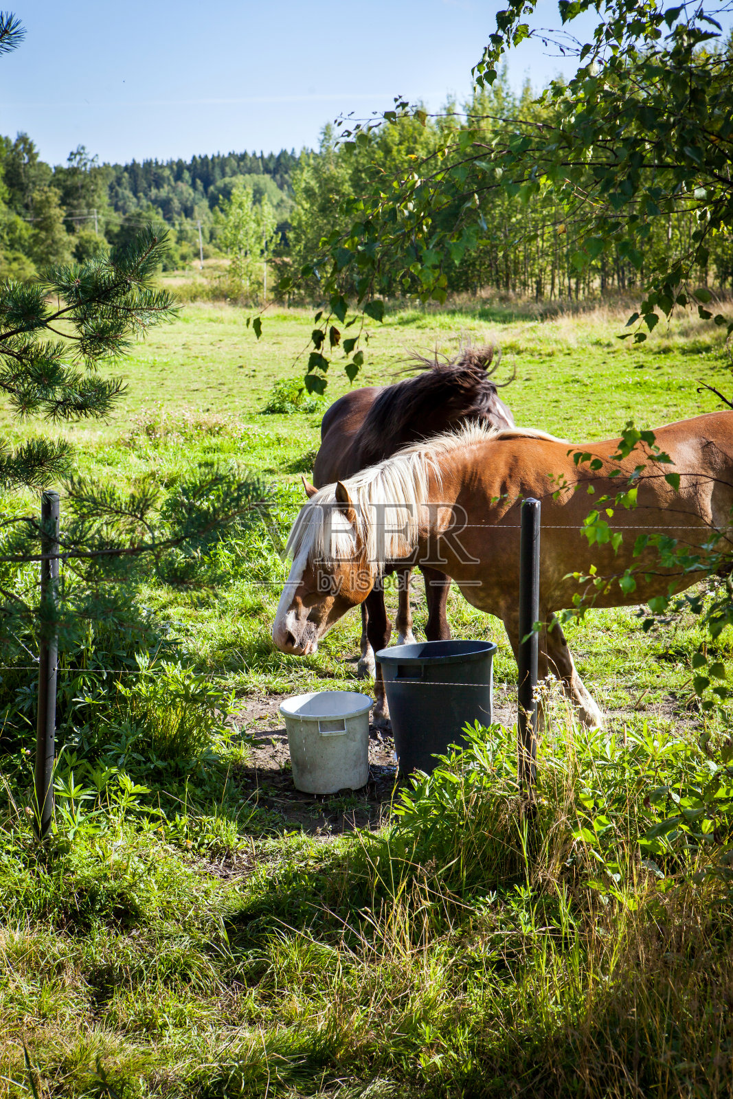 芬兰，马在田野上吃草，夏日绿意盎然照片摄影图片
