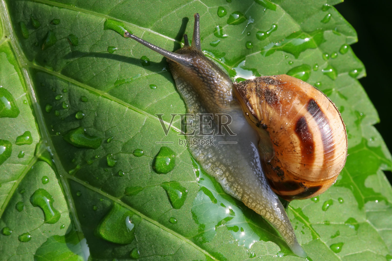 叶子上的蜗牛照片摄影图片