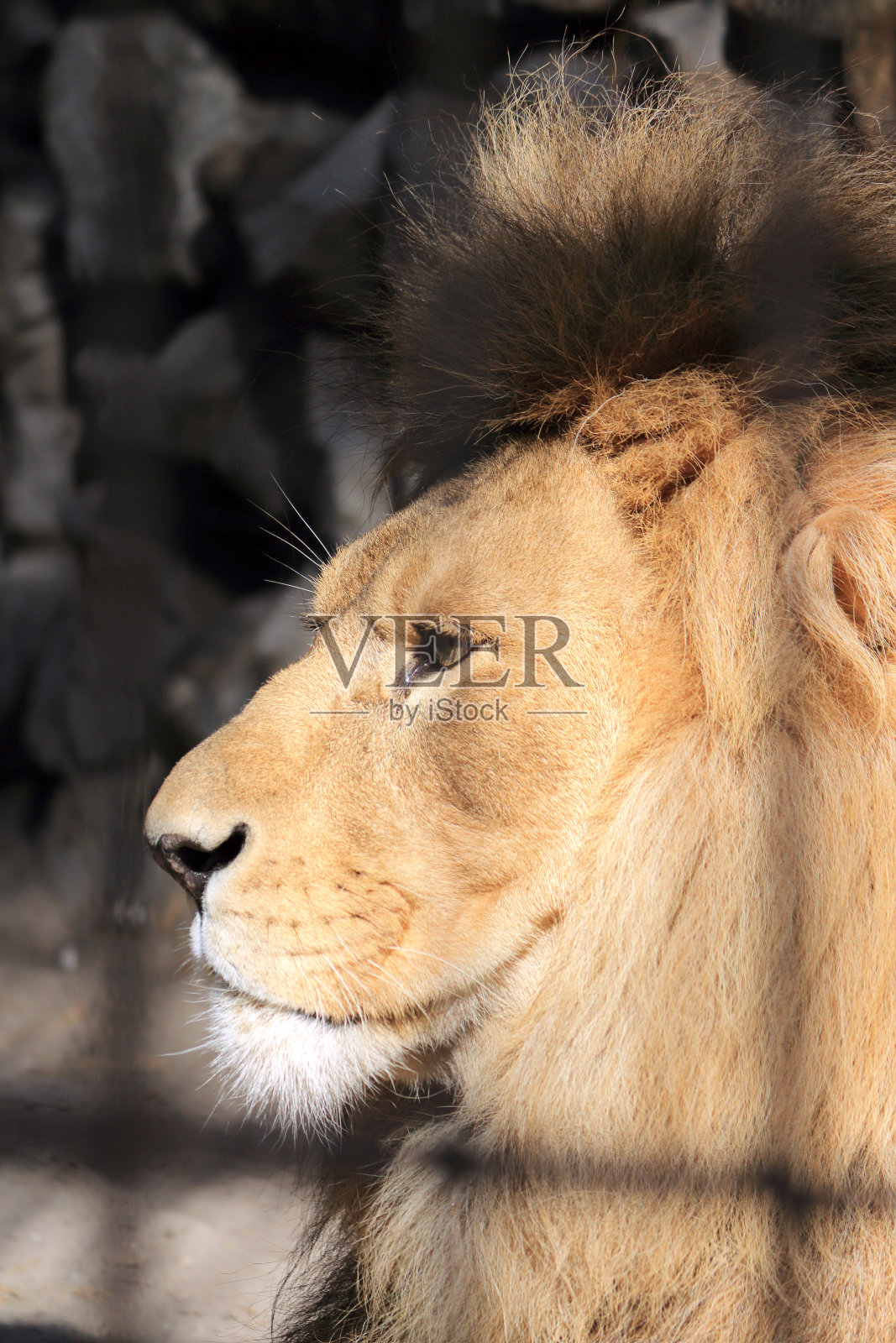 狮子概要照片摄影图片