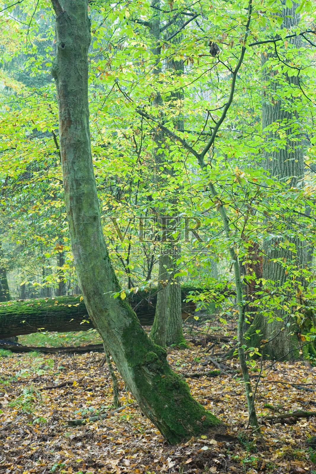 古老弯曲的角木和秋天的森林照片摄影图片