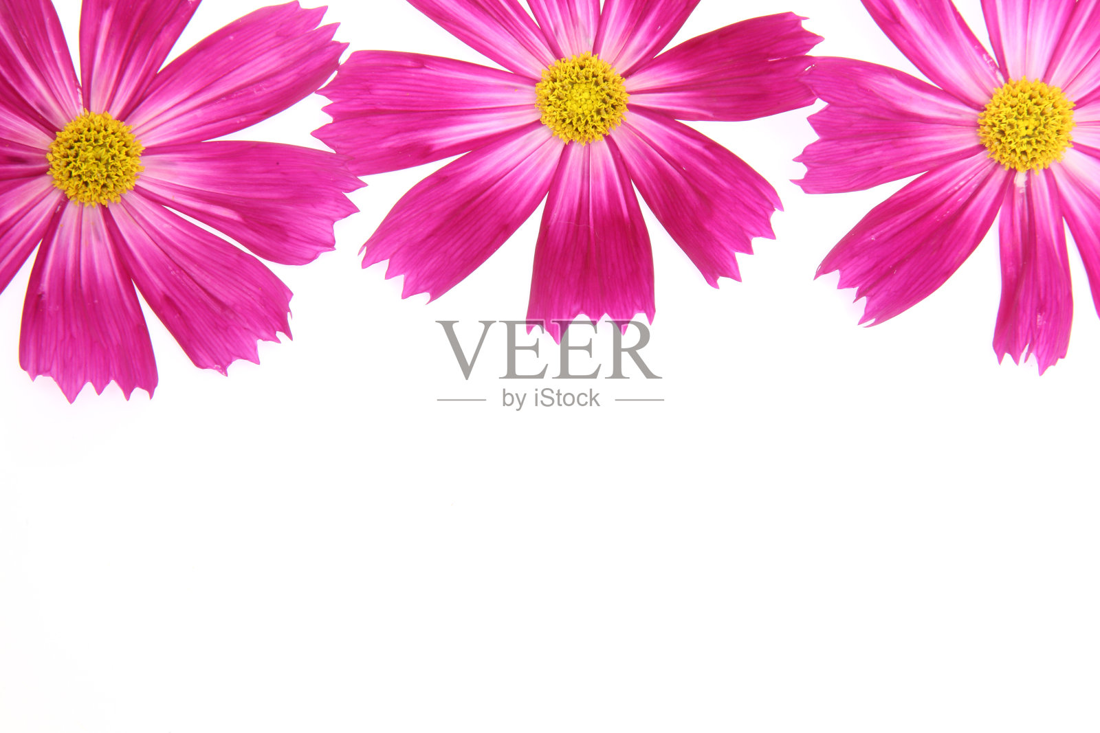 宇宙花头照片摄影图片