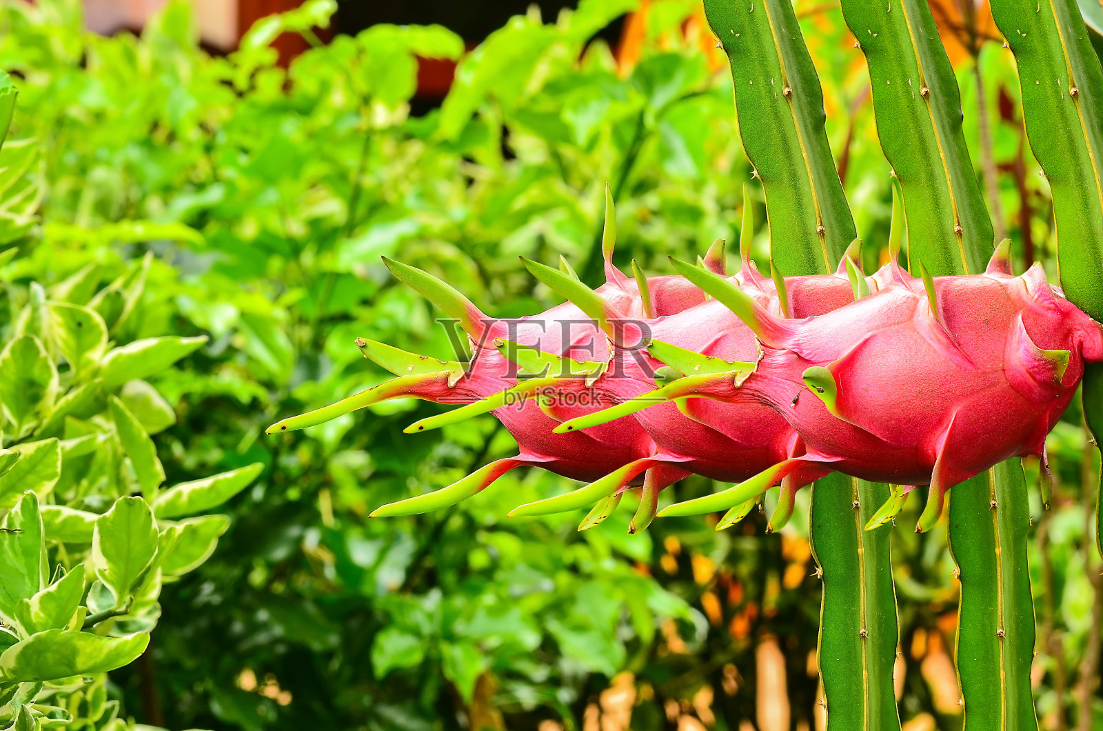 花园里的火龙果照片摄影图片