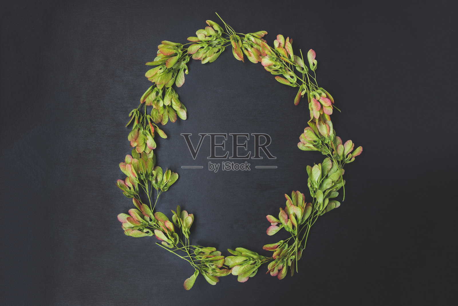 枫树种子图案照片摄影图片