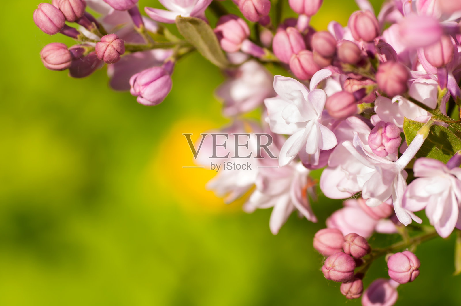 自然界中紫丁香的一支照片摄影图片