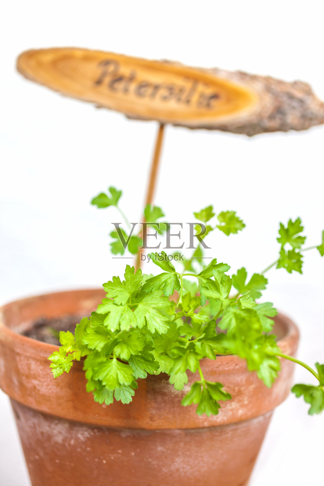 花盆里种有欧芹照片摄影图片