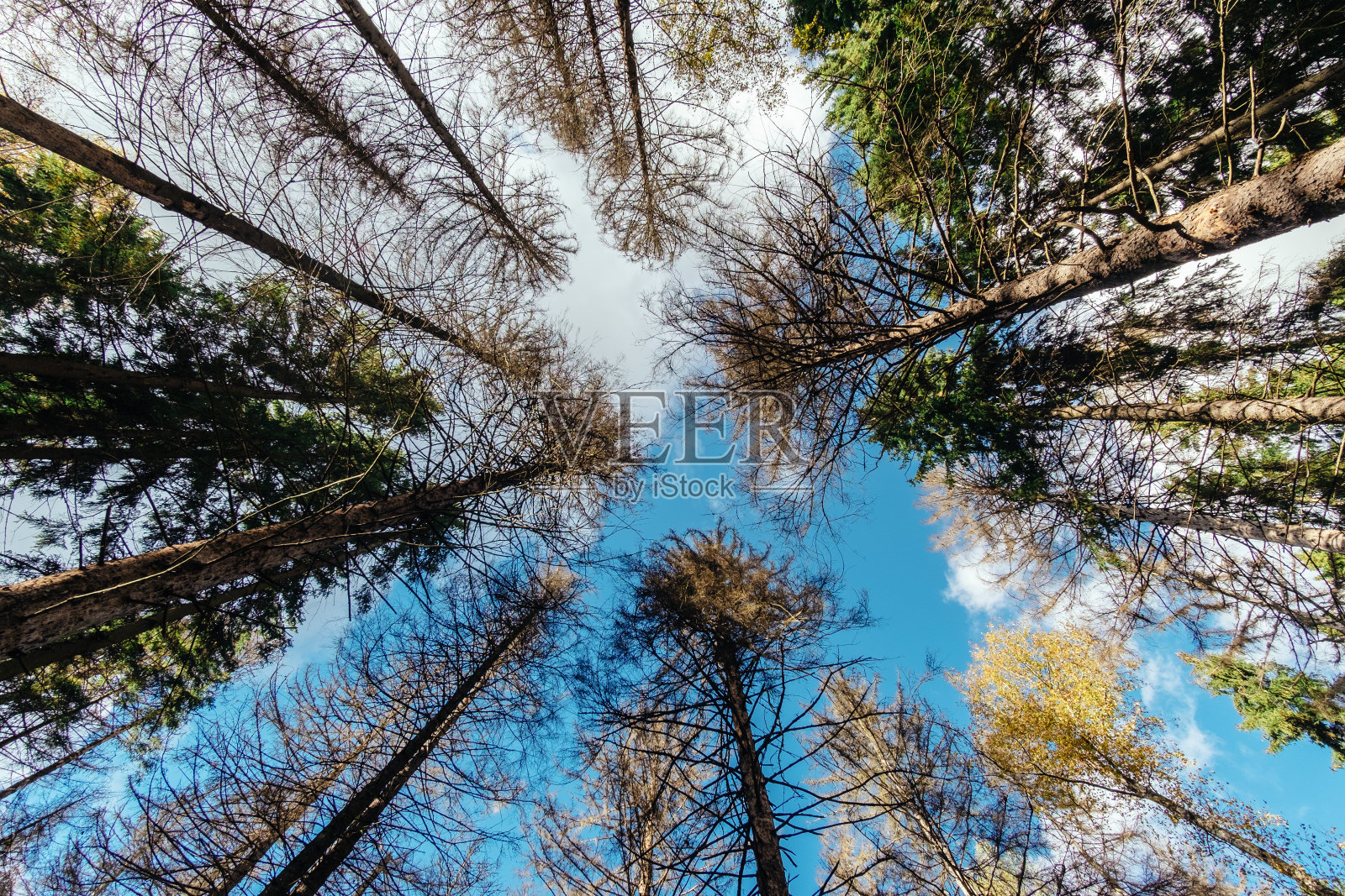 色彩鲜艳的秋天森林与温暖的阳光照射照片摄影图片