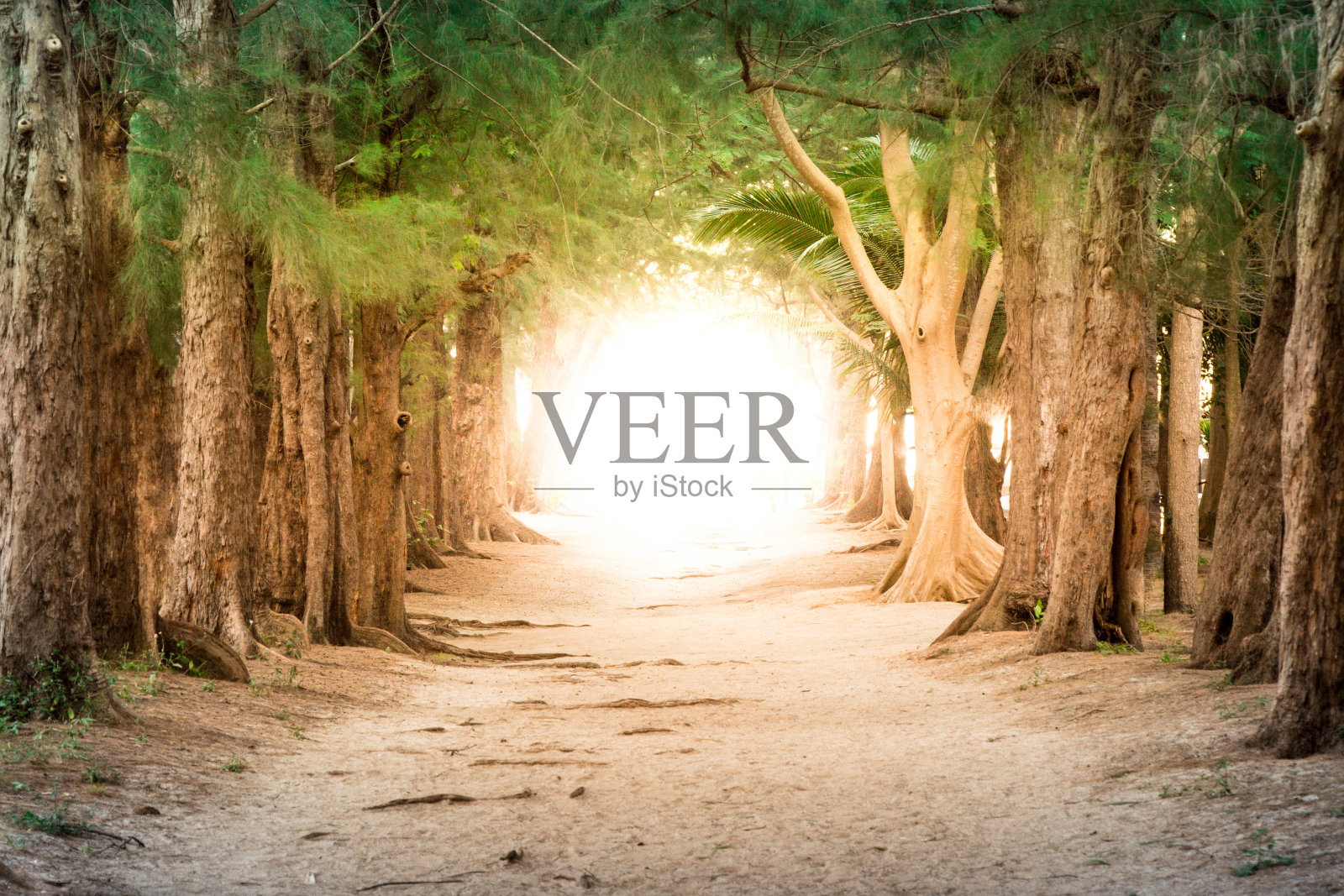 Copyspace图片显示商业成功的途径和完全解放照片摄影图片