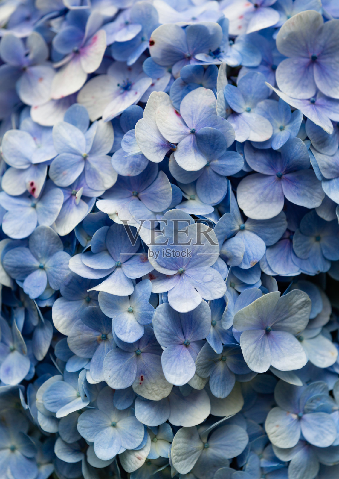 蓝绣球花背景。照片摄影图片