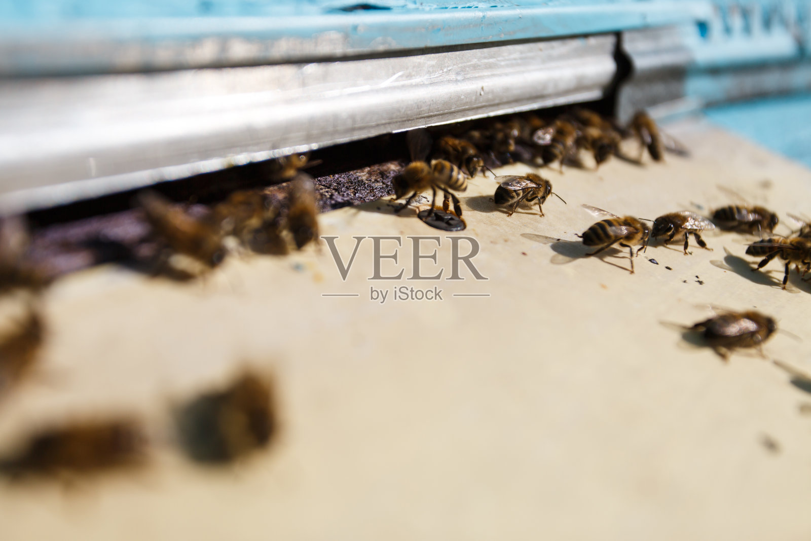 许多美丽的蜜蜂照片摄影图片