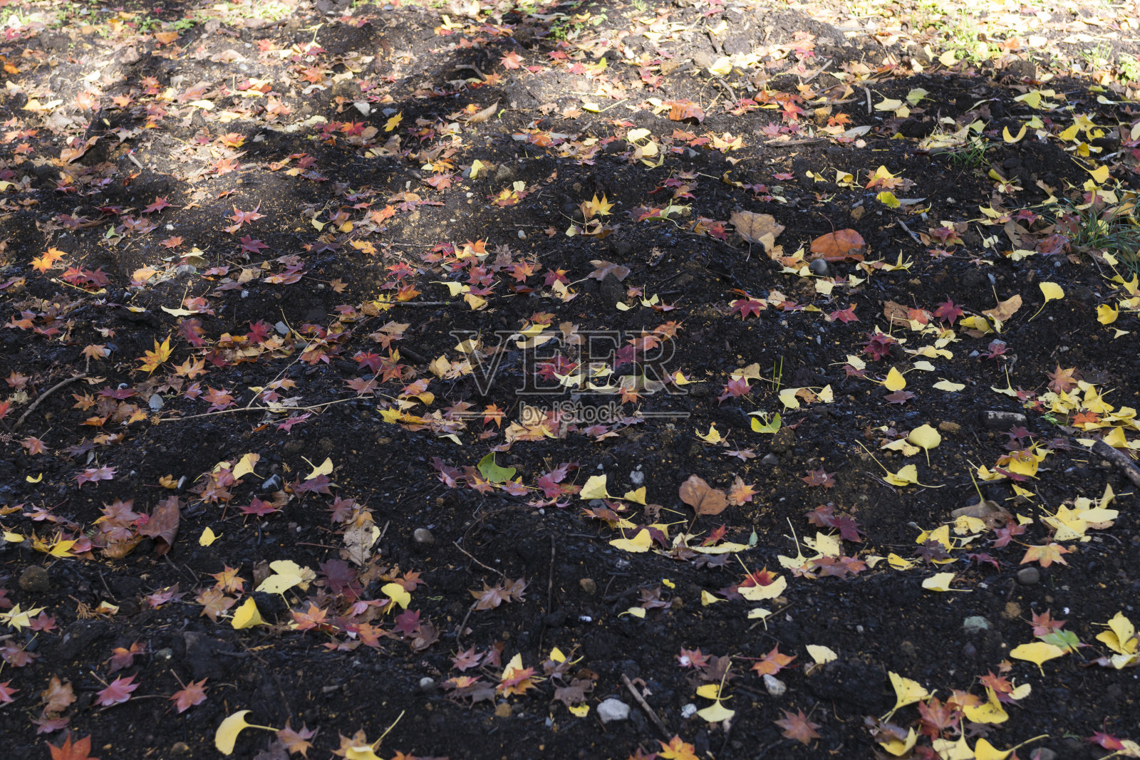 秋天的颜色照片摄影图片