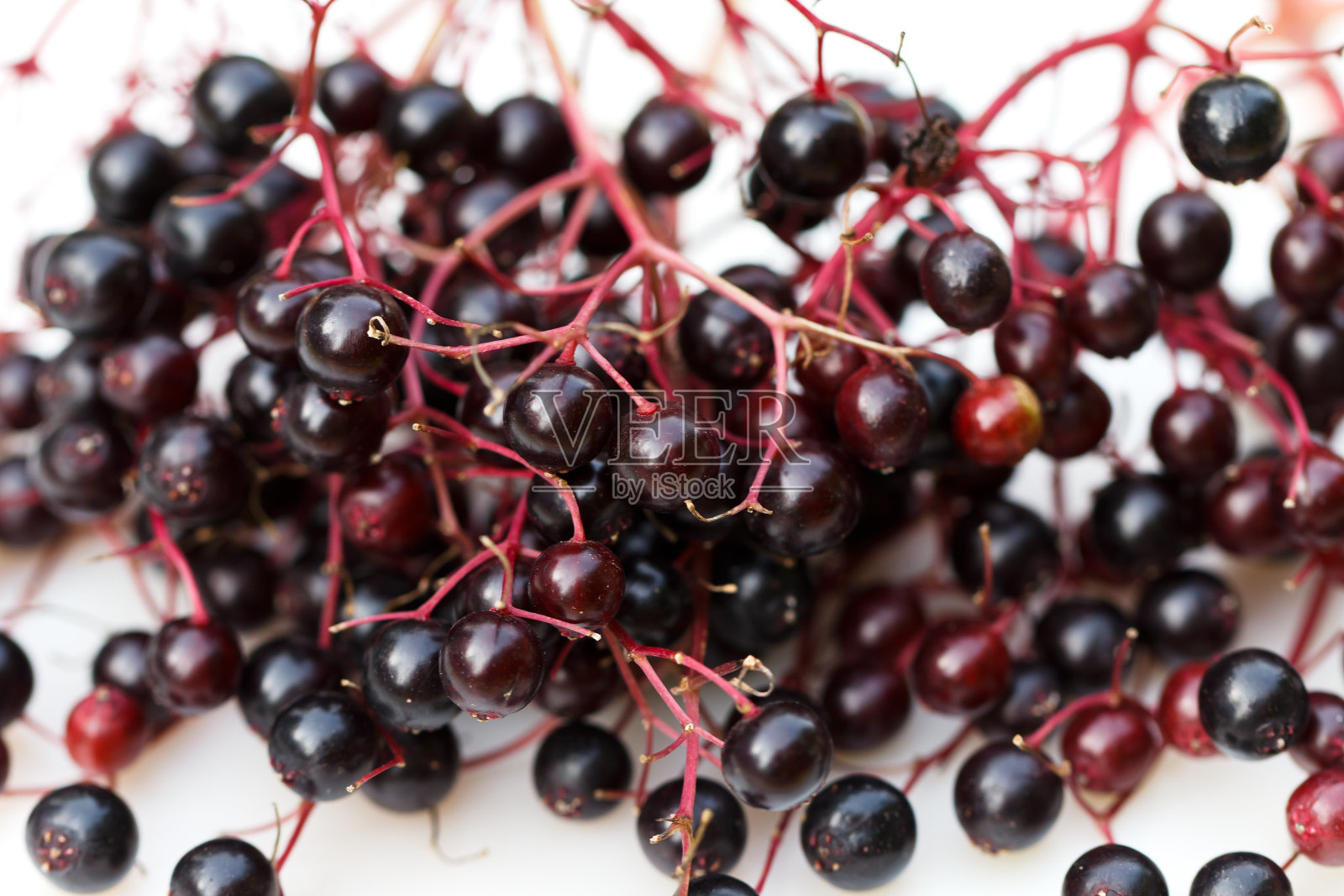 接骨木果实照片摄影图片