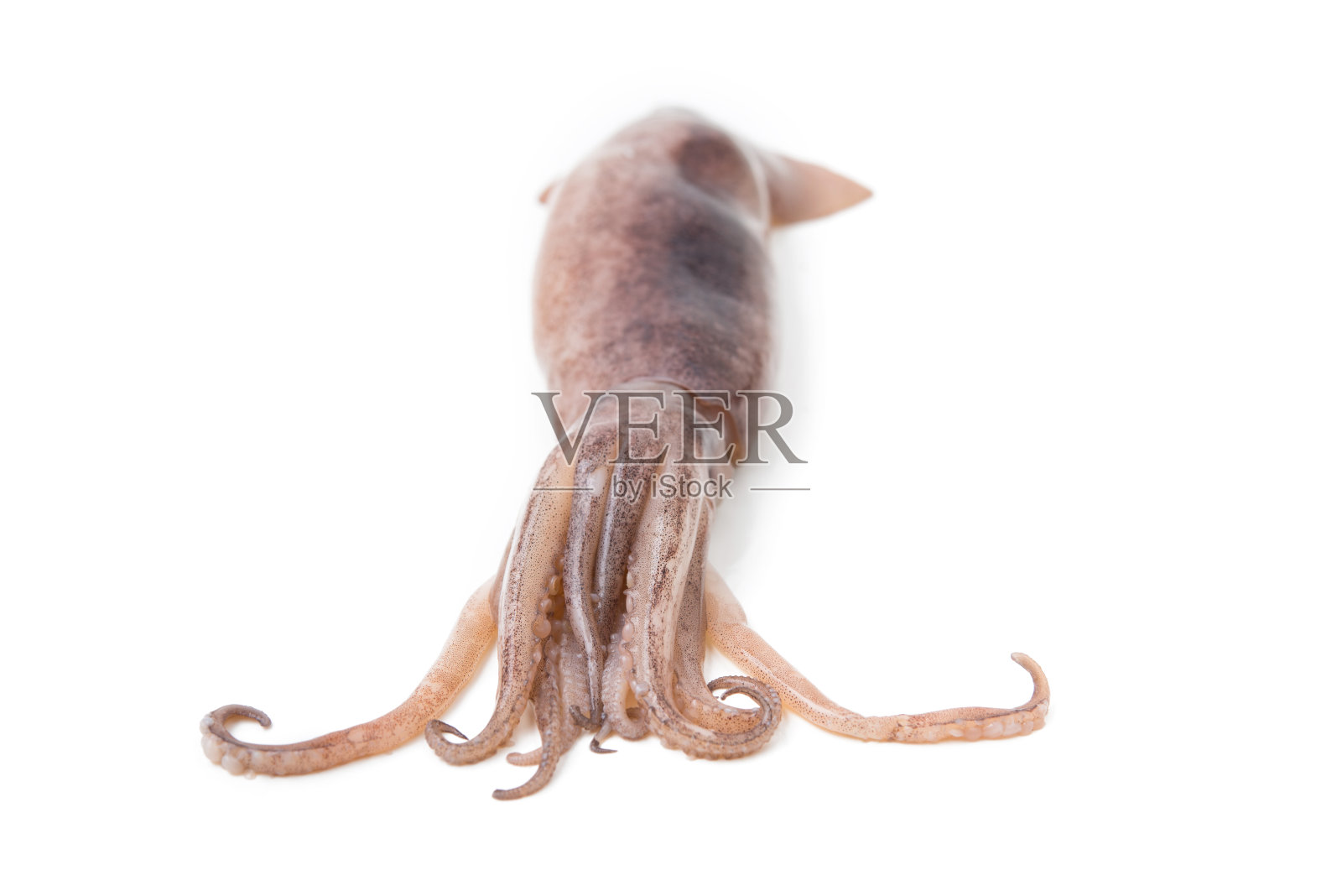 鲜鱿鱼孤立在白色照片摄影图片