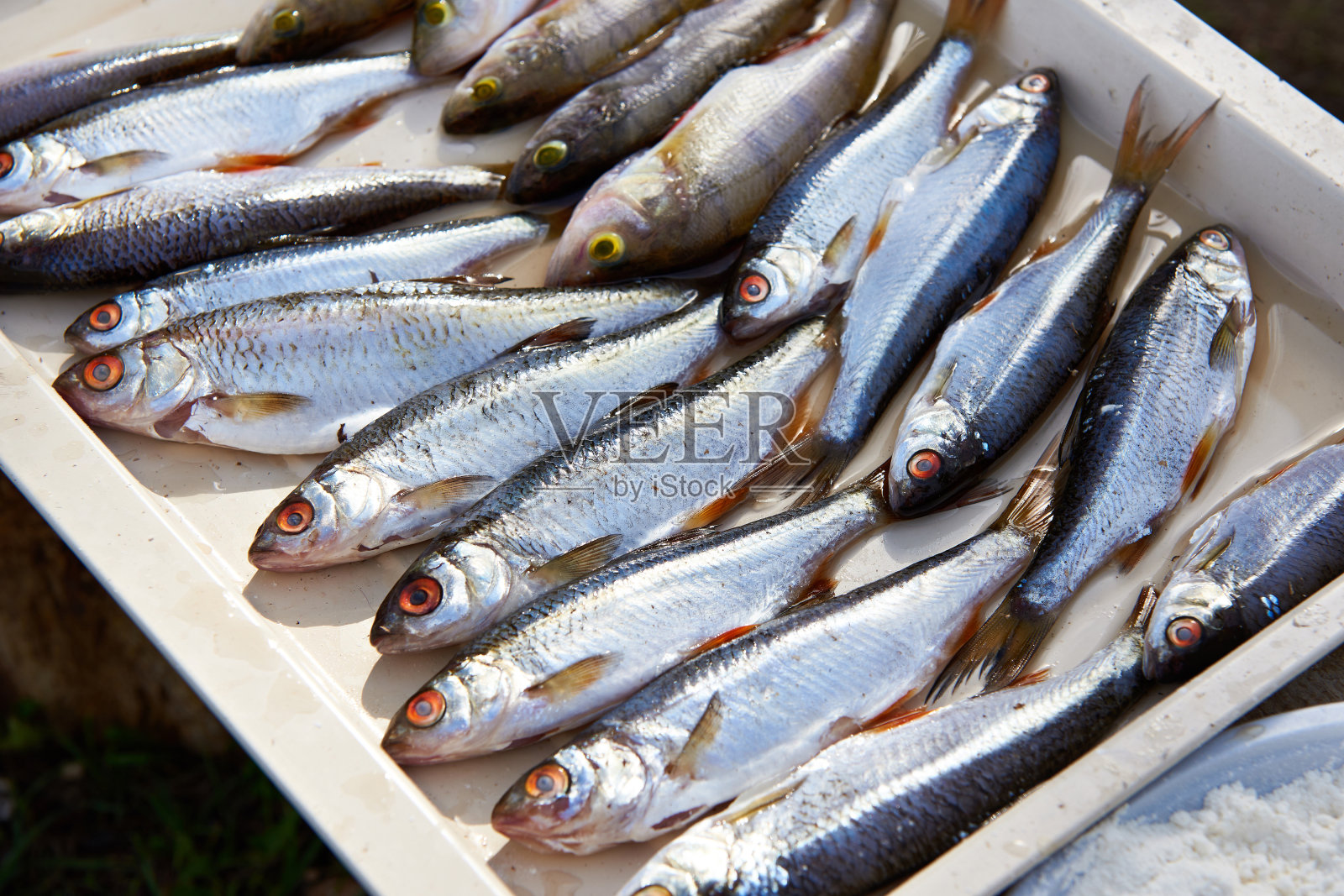 鱼蟑螂，栖息在厨房的砧板上照片摄影图片