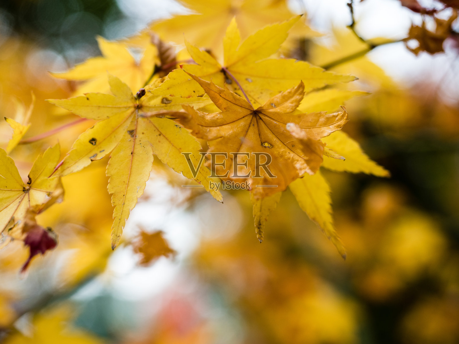 靠近黄色的枫叶与柔和的焦点背景在秋天照片摄影图片