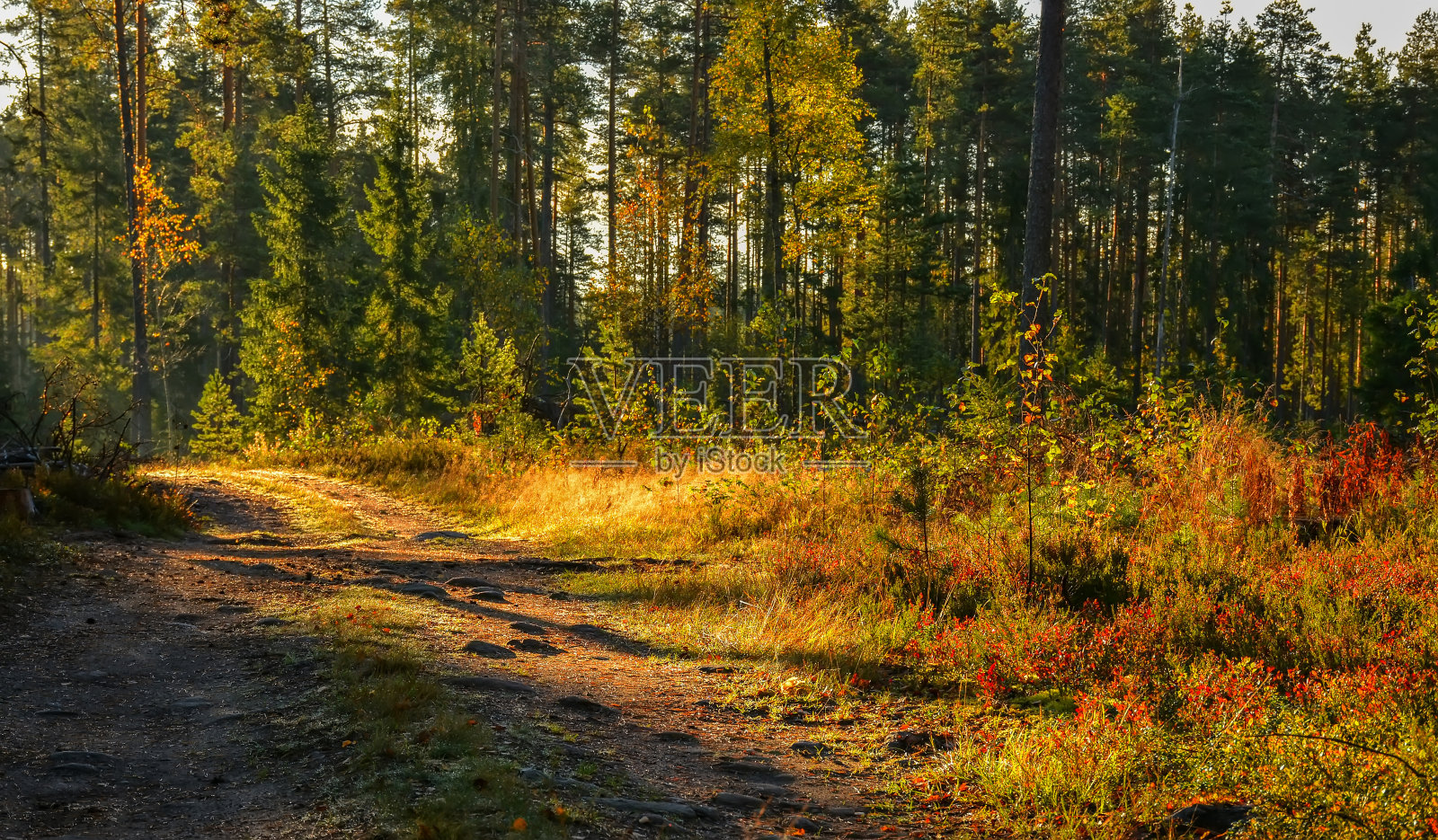 阳光明媚的早晨照片摄影图片