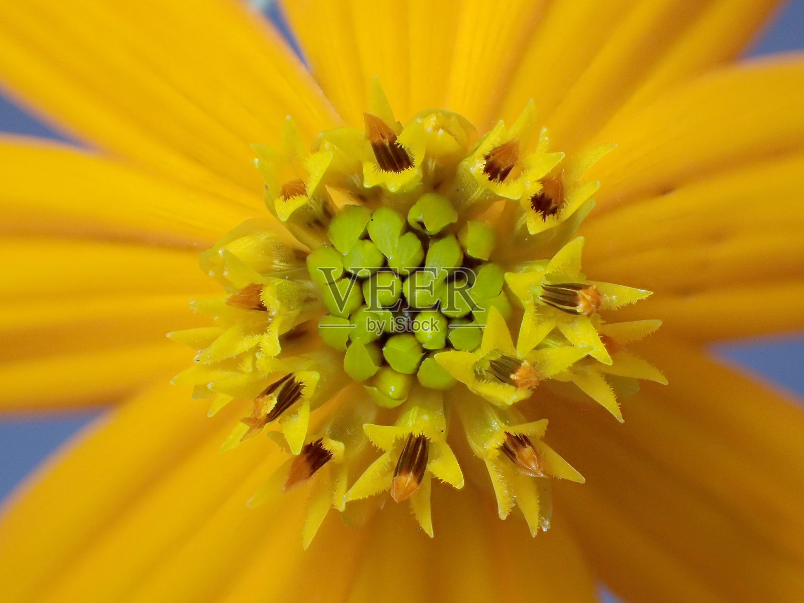 宇宙sulphureus照片摄影图片