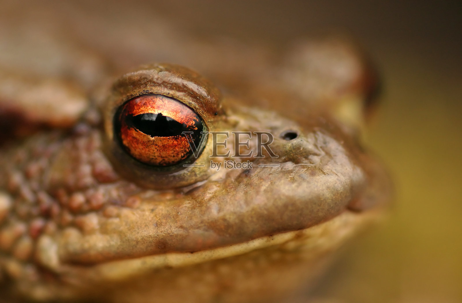 蟾蜍照片摄影图片