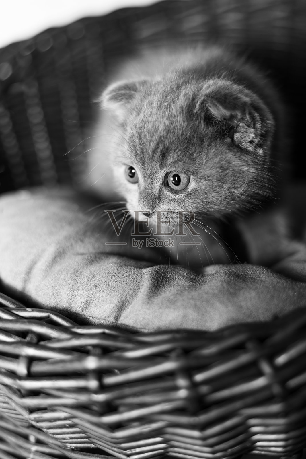 篮子里的苏格兰灰色小猫。照片摄影图片