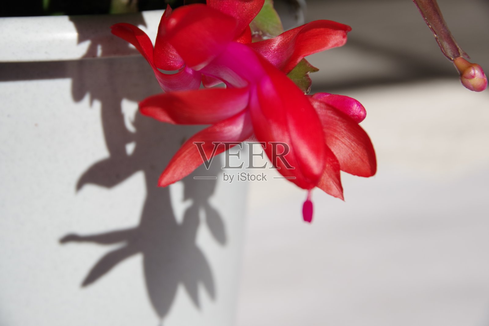 圣诞仙人掌照片摄影图片