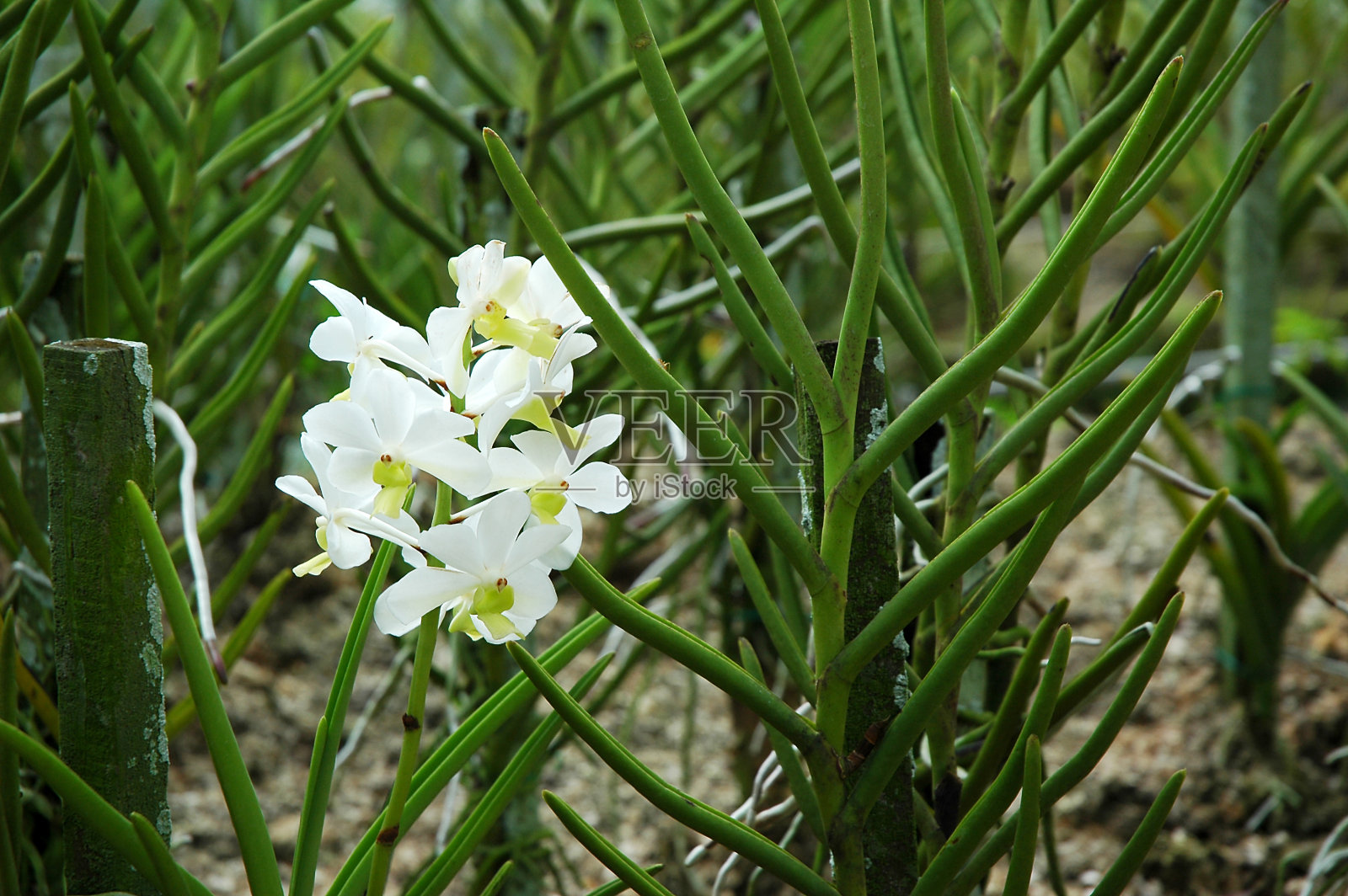 兰花照片摄影图片