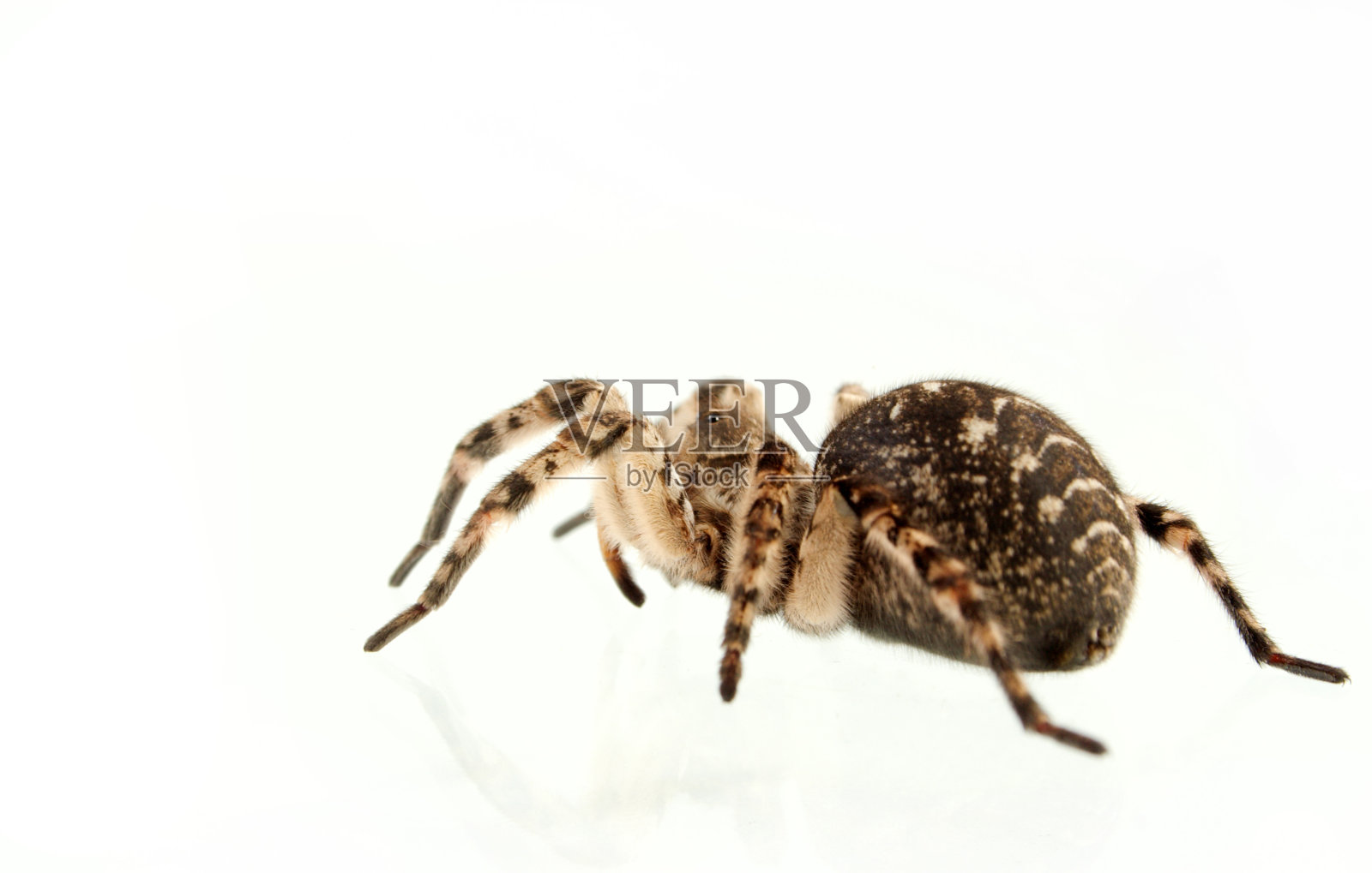 狼蛛照片摄影图片