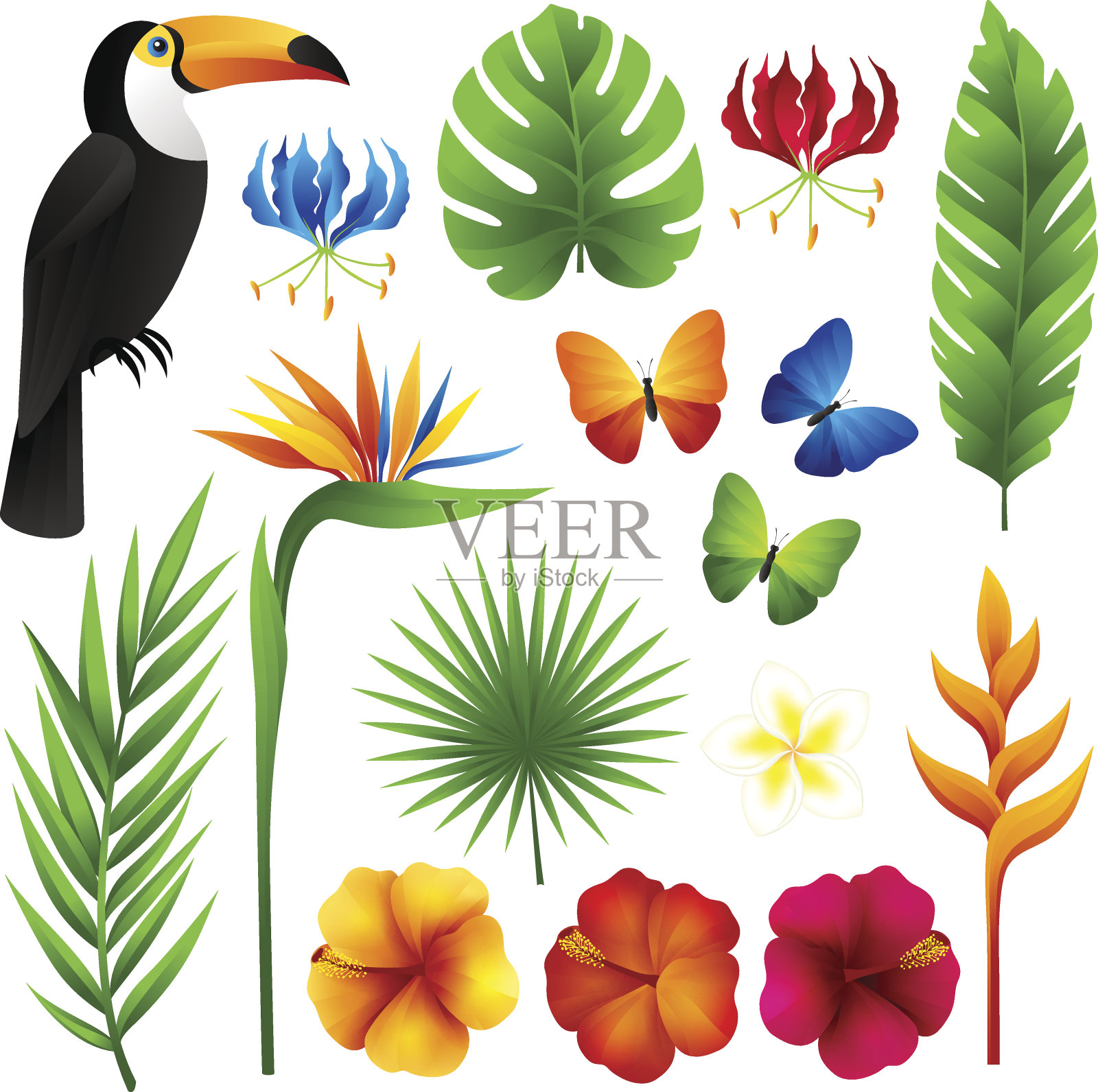 热带的设计元素。插画图片素材