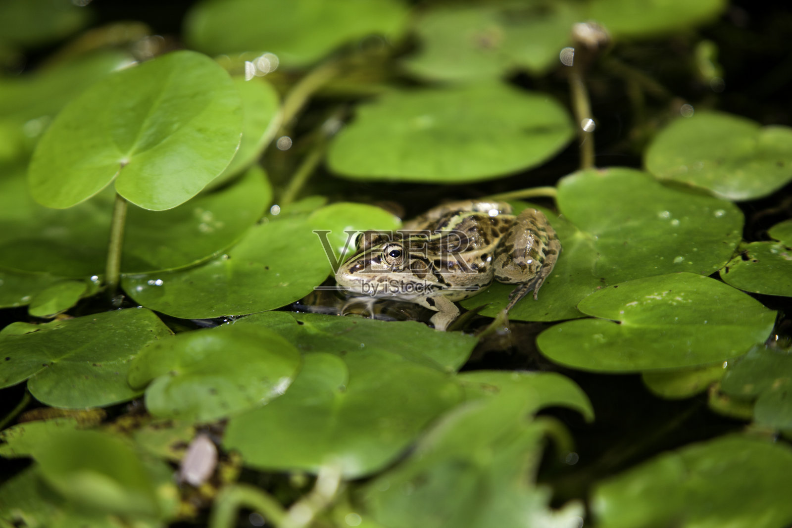 睡莲上的青蛙。照片摄影图片