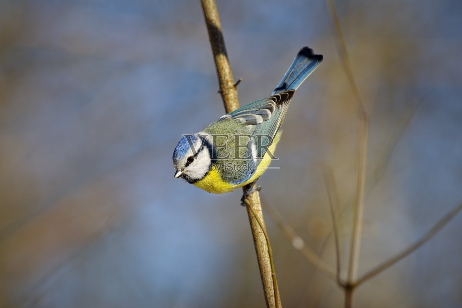 蓝冠山雀照片摄影图片