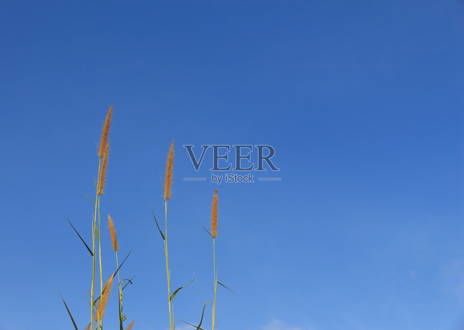 蓝色天空映衬着芒花照片摄影图片