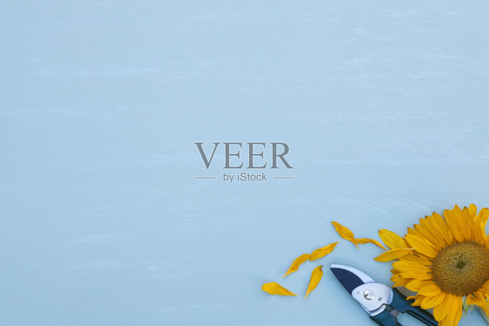 用向日葵修剪照片摄影图片