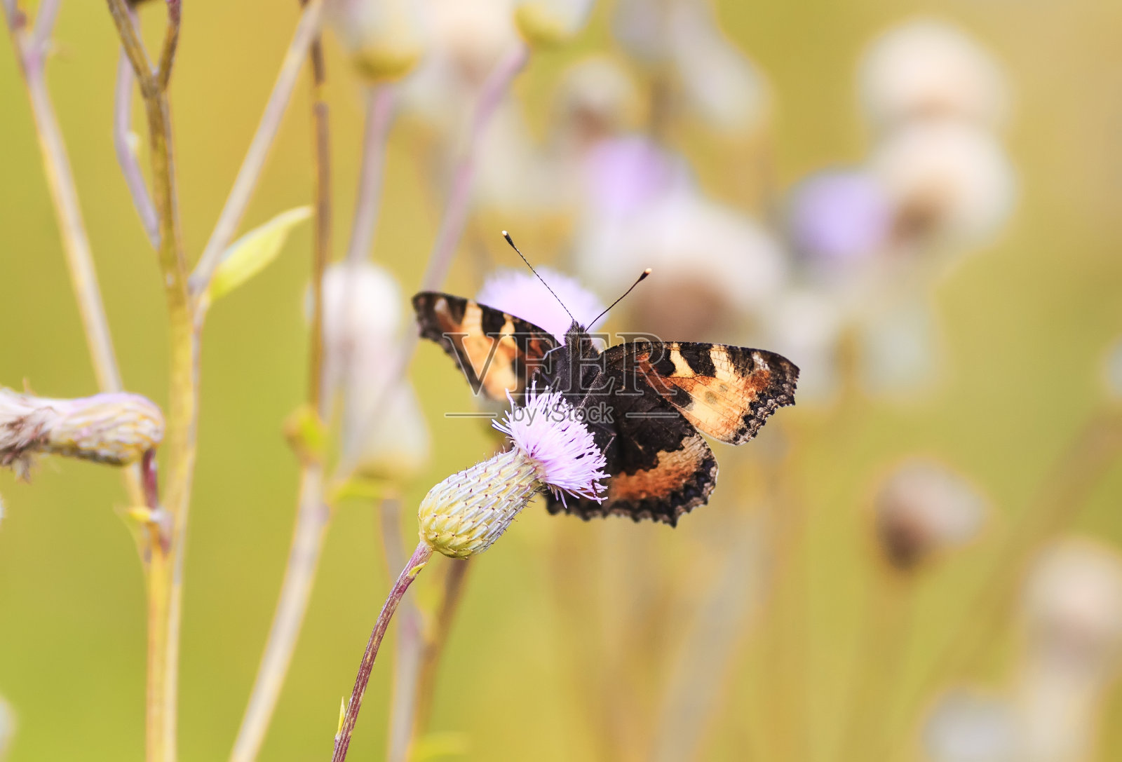 蝴蝶长着美丽的翅膀，坐在多刺的粉红色蓟上照片摄影图片