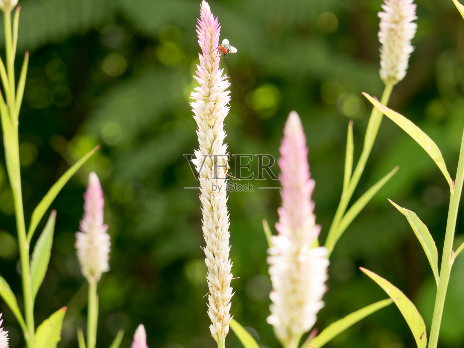 鸡冠花和一些小散竹照片摄影图片