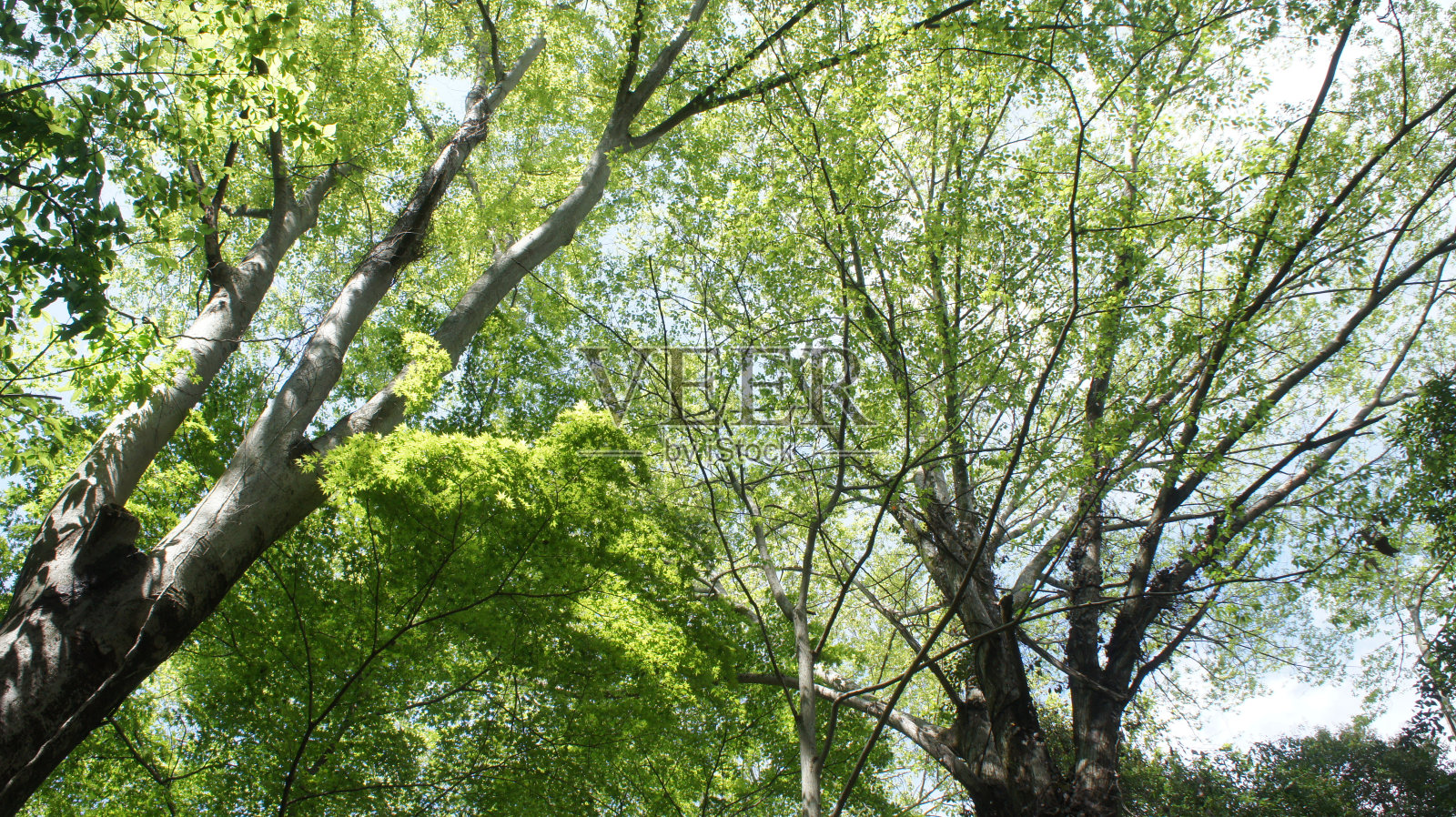 绿色的枫叶照片摄影图片