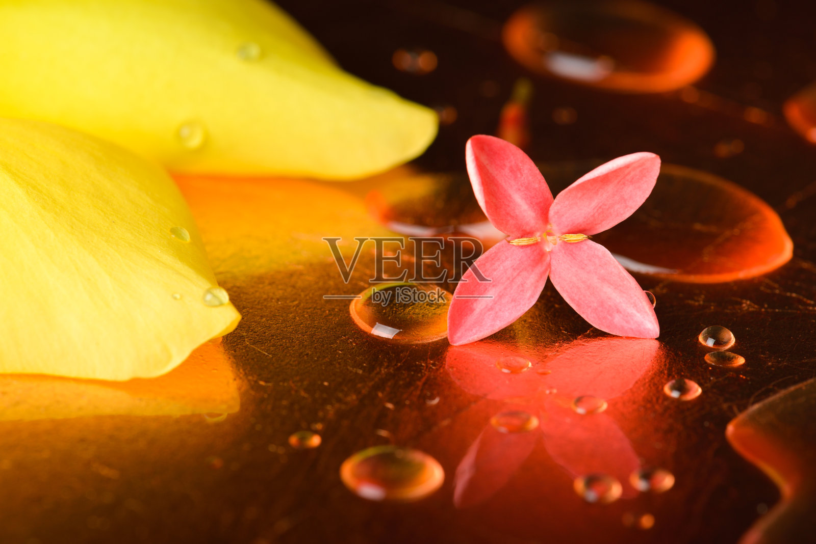 红色的花朵和铜滴的表面。照片摄影图片