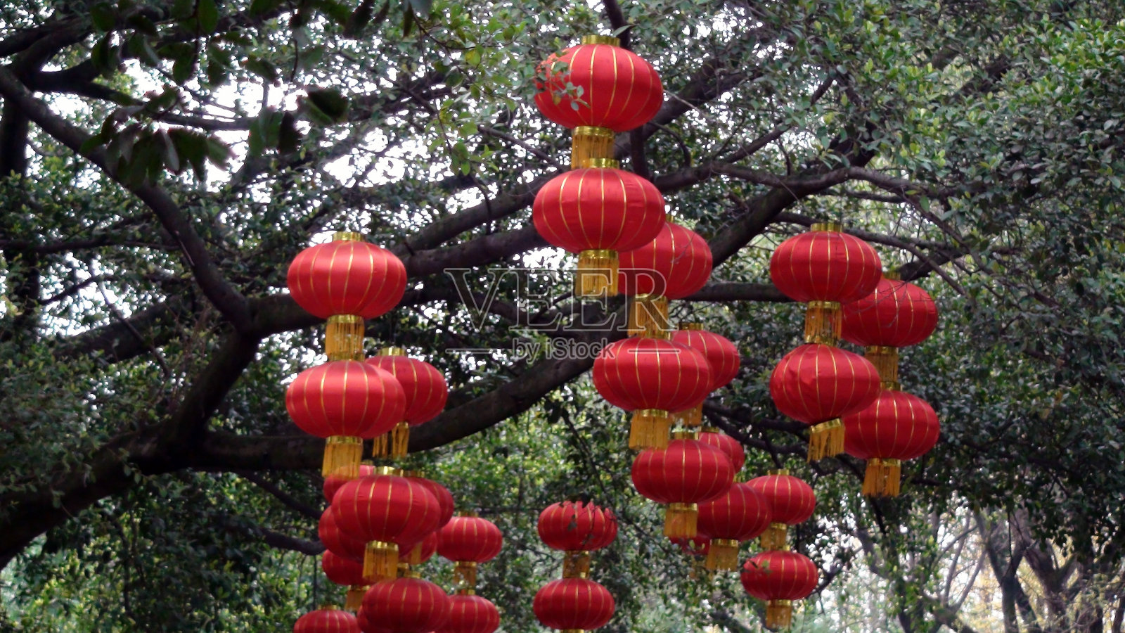 中国桂林的中国灯笼挂在树上。东亚照片摄影图片