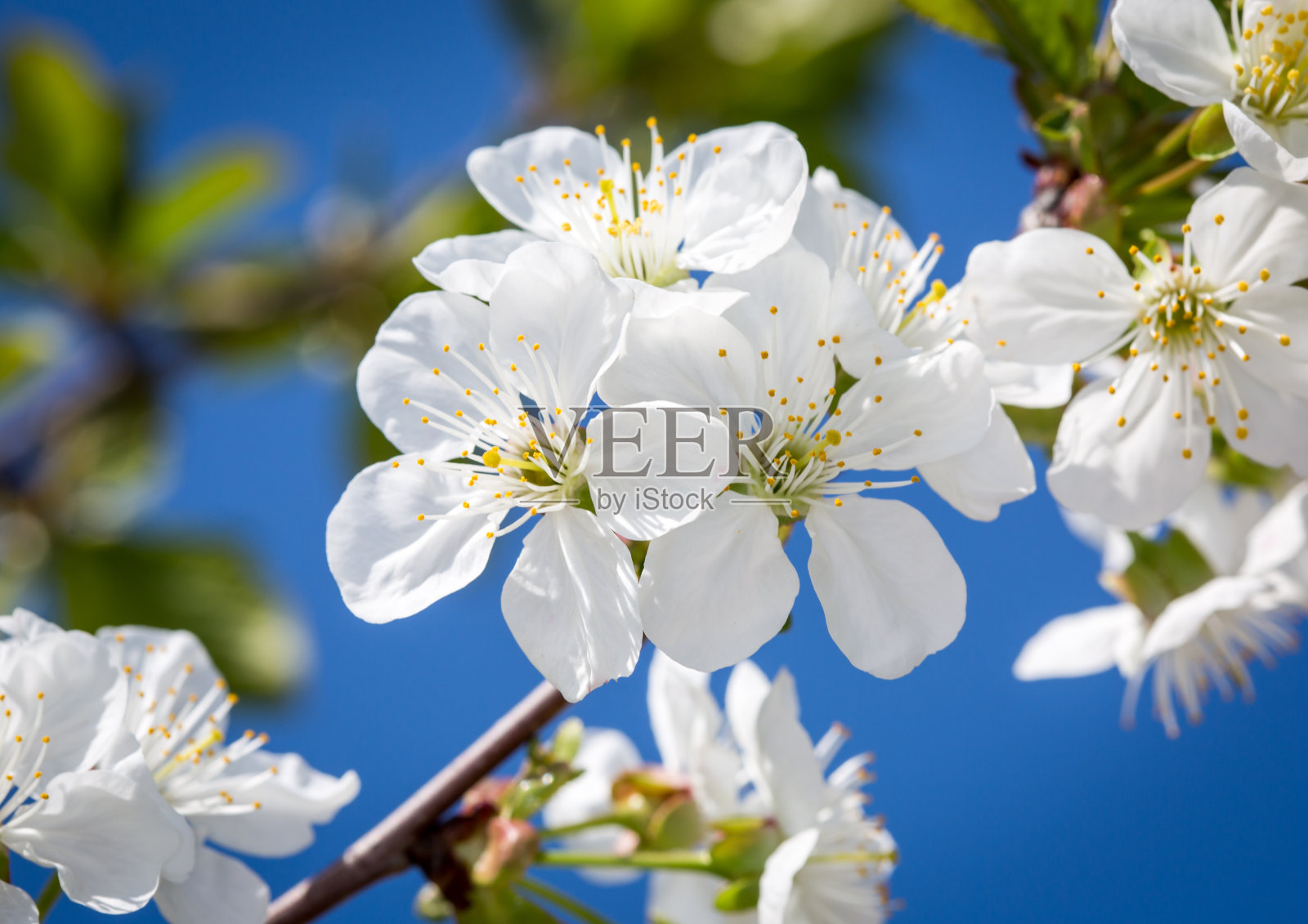 春天开花的树枝照片摄影图片