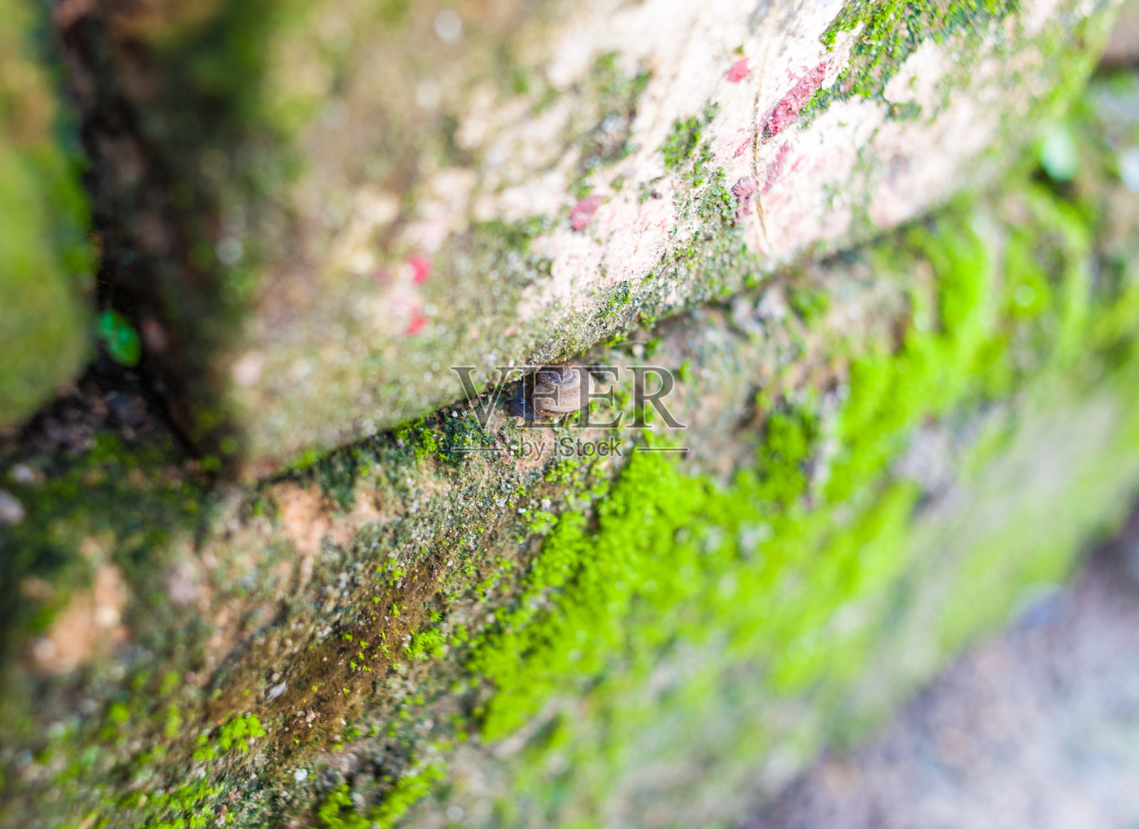 石头与苔藓的特写照片摄影图片