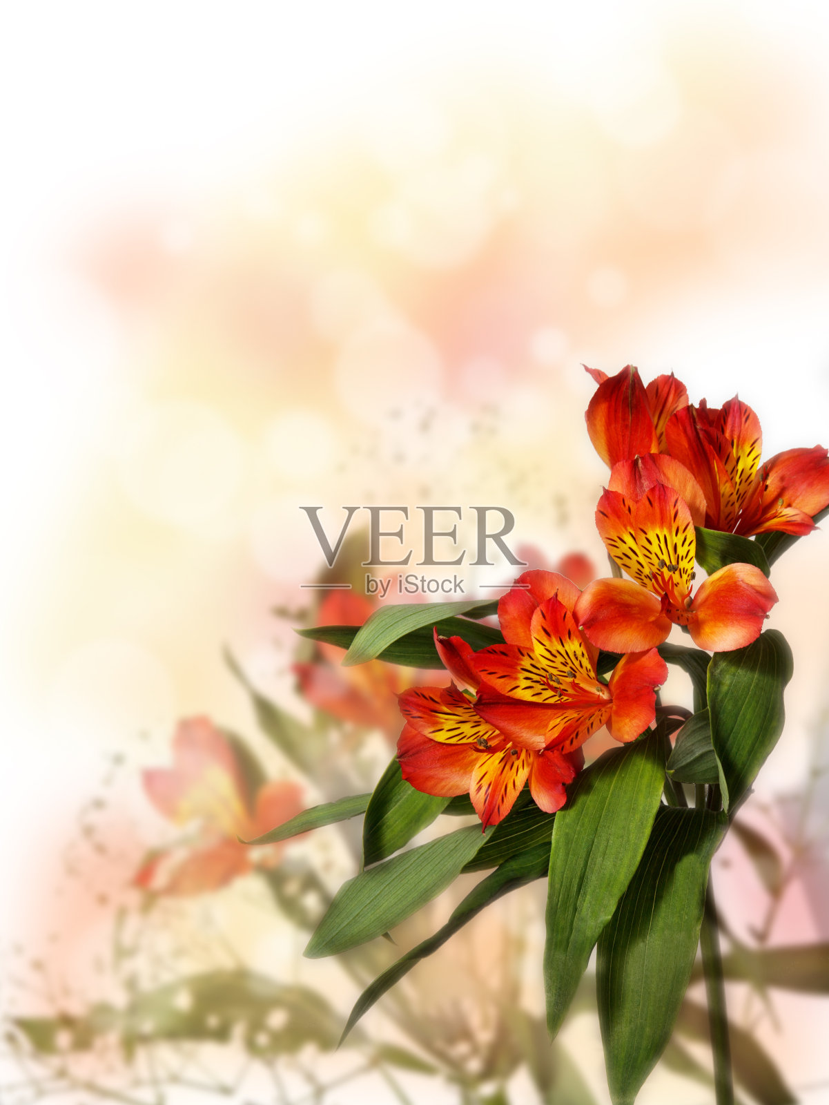 一小束带有吉普赛菲花的红色紫花，在彩色的背景上照片摄影图片