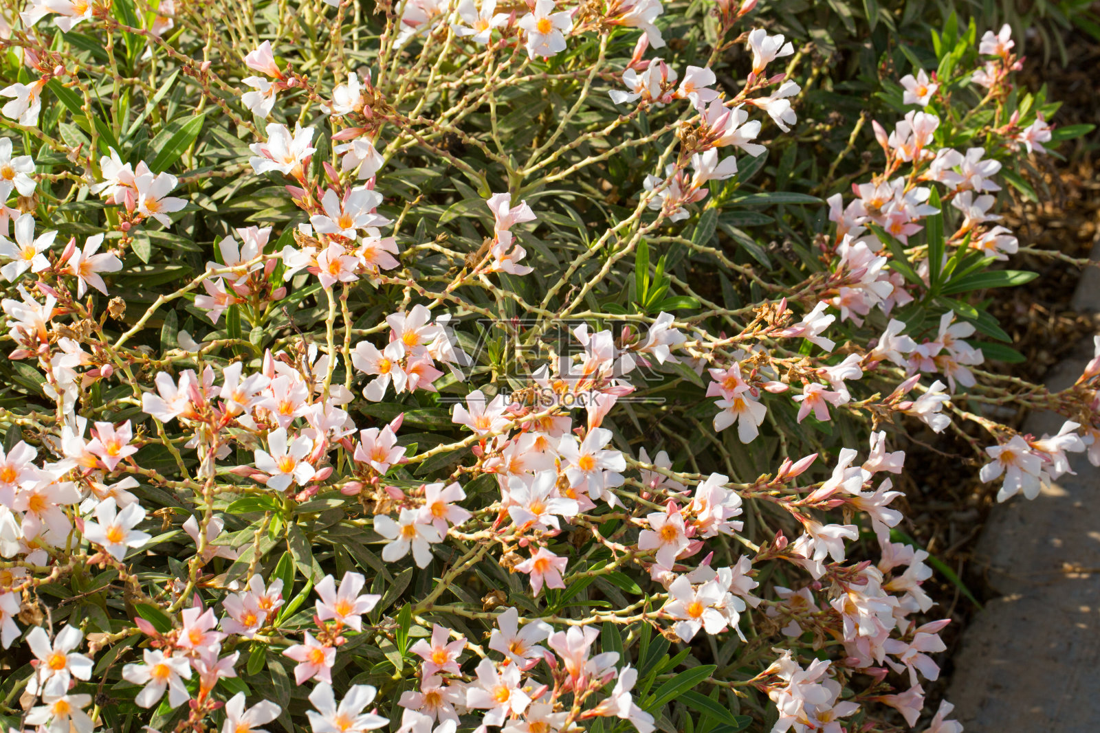 花明信片为您的设计照片摄影图片