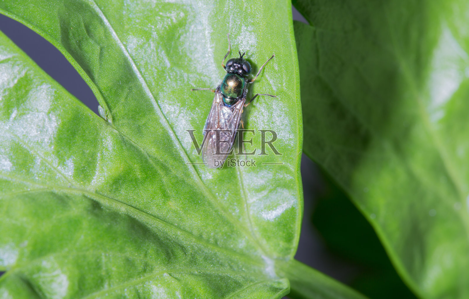 小苍蝇，身体绿得发亮，长在芹菜叶上照片摄影图片